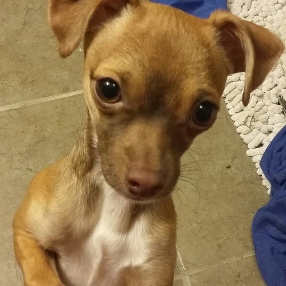 Meet your Posher, Tanya